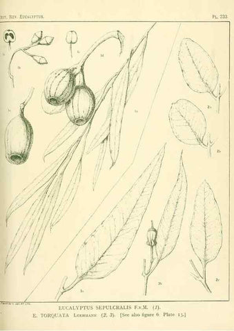 Reproducción/Reproduction 33187356568: A critical revision of the genus Eucalyptus,. Sydney,Gullick,1903-33.. 
