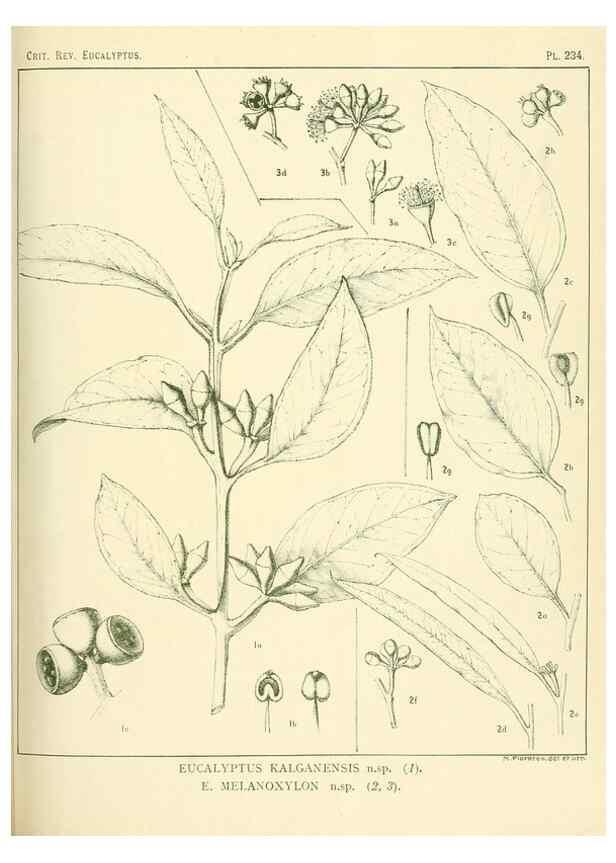 Reproducción/Reproduction 46338627024: A critical revision of the genus Eucalyptus,. Sydney,Gullick,1903-33.. 