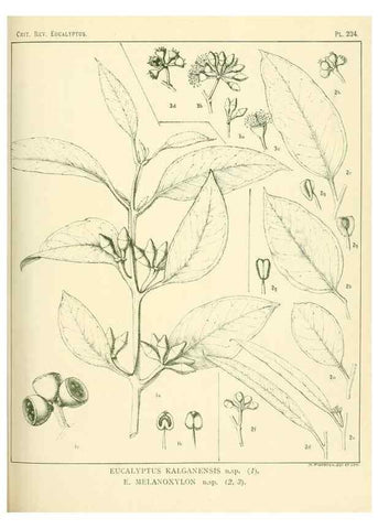 Reproducción/Reproduction 46338627024: A critical revision of the genus Eucalyptus,. Sydney,Gullick,1903-33.. 