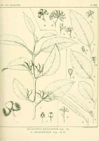Reproducción/Reproduction 46338627024: A critical revision of the genus Eucalyptus,. Sydney,Gullick,1903-33.. 