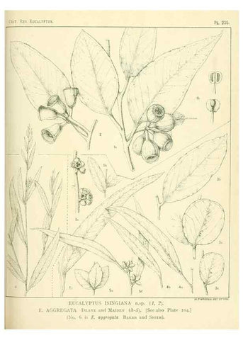 Reproducción/Reproduction 33187358548: A critical revision of the genus Eucalyptus,. Sydney,Gullick,1903-33.. 