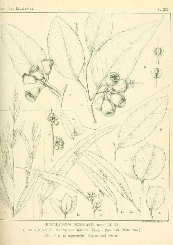 Reproducción/Reproduction 33187358548: A critical revision of the genus Eucalyptus,. Sydney,Gullick,1903-33.. 