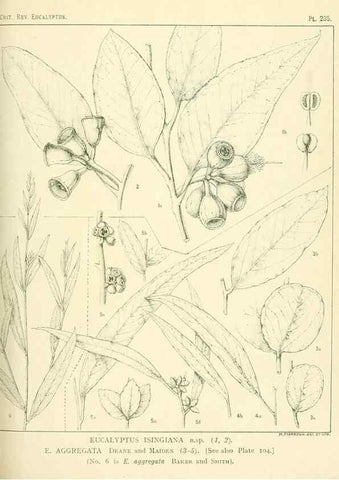 Reproducción/Reproduction 33187358548: A critical revision of the genus Eucalyptus,. Sydney,Gullick,1903-33.. 