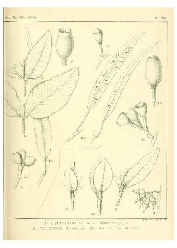 Reproducción/Reproduction 47062573651: A critical revision of the genus Eucalyptus,. Sydney,Gullick,1903-33.. 