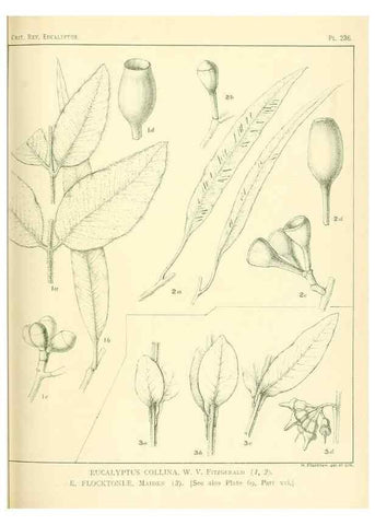 Reproducción/Reproduction 47062573651: A critical revision of the genus Eucalyptus,. Sydney,Gullick,1903-33.. 