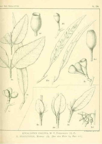 Reproducción/Reproduction 47062573651: A critical revision of the genus Eucalyptus,. Sydney,Gullick,1903-33.. 