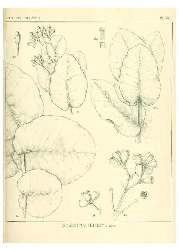 Reproducción/Reproduction 46148822245: A critical revision of the genus Eucalyptus,. Sydney,Gullick,1903-33.. 
