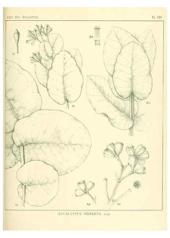 Reproducción/Reproduction 46148822245: A critical revision of the genus Eucalyptus,. Sydney,Gullick,1903-33.. 