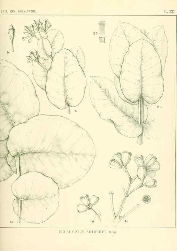 Reproducción/Reproduction 46148822245: A critical revision of the genus Eucalyptus,. Sydney,Gullick,1903-33.. 