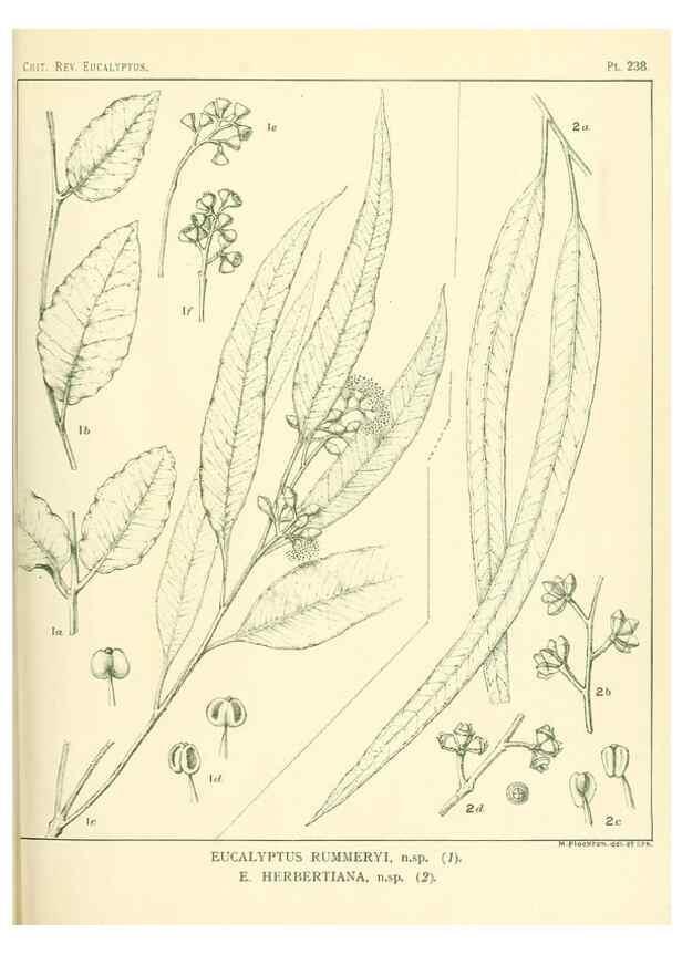Reproducción/Reproduction 40097675073: A critical revision of the genus Eucalyptus,. Sydney,Gullick,1903-33.. 