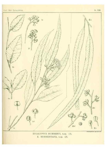 Reproducción/Reproduction 40097675073: A critical revision of the genus Eucalyptus,. Sydney,Gullick,1903-33.. 