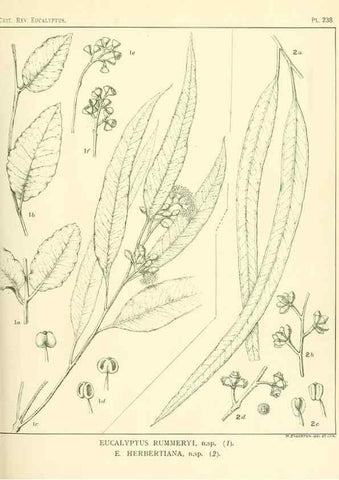 Reproducción/Reproduction 40097675073: A critical revision of the genus Eucalyptus,. Sydney,Gullick,1903-33.. 