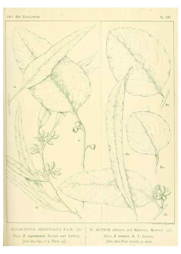 Reproducción/Reproduction 46338624434: A critical revision of the genus Eucalyptus,. Sydney,Gullick,1903-33.. 