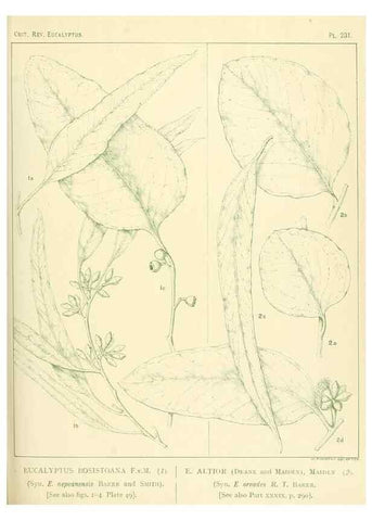 Reproducción/Reproduction 46338624434: A critical revision of the genus Eucalyptus,. Sydney,Gullick,1903-33.. 