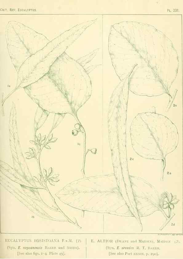 Reproducción/Reproduction 46338624434: A critical revision of the genus Eucalyptus,. Sydney,Gullick,1903-33.. 