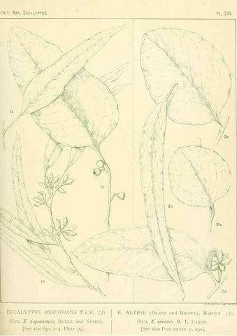 Reproducción/Reproduction 46338624434: A critical revision of the genus Eucalyptus,. Sydney,Gullick,1903-33.. 
