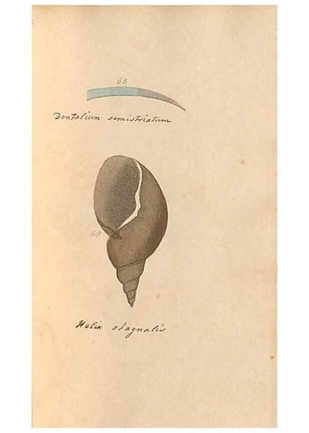 Reproducción/Reproduction 46225121425: A conchological dictionary of the British Islands /. London :John Booth,1819.. 