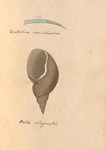 Reproducción/Reproduction 46225121425: A conchological dictionary of the British Islands /. London :John Booth,1819.. 