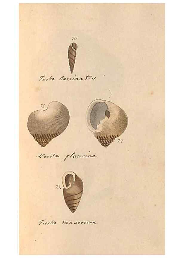 Reproducción/Reproduction 46225121965: A conchological dictionary of the British Islands /. London :John Booth,1819.. 