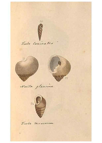 Reproducción/Reproduction 46225121965: A conchological dictionary of the British Islands /. London :John Booth,1819.. 