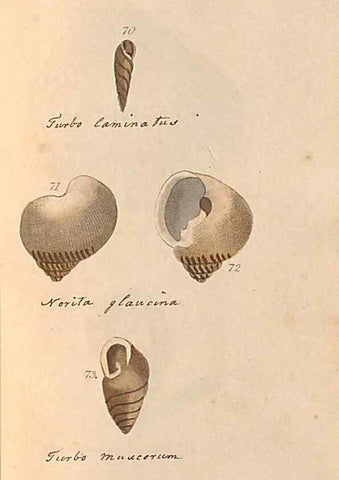 Reproducción/Reproduction 46225121965: A conchological dictionary of the British Islands /. London :John Booth,1819.. 