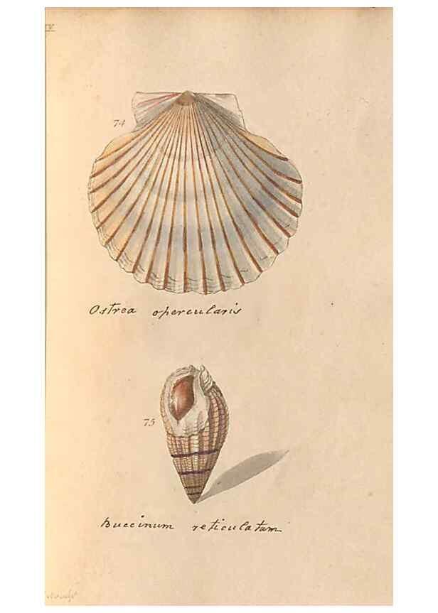 Reproducción/Reproduction 47087102782: A conchological dictionary of the British Islands /. London :John Booth,1819.. 