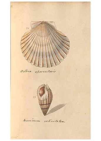 Reproducción/Reproduction 47087102782: A conchological dictionary of the British Islands /. London :John Booth,1819.. 