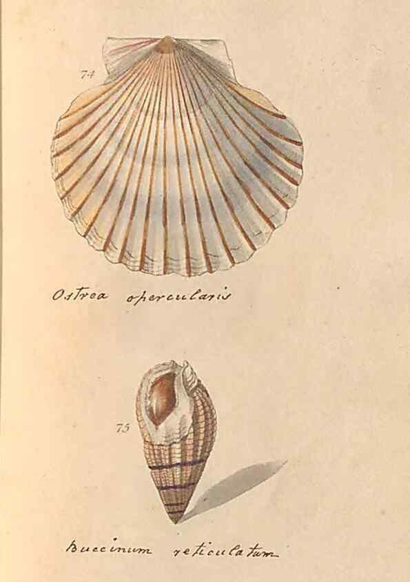 Reproducción/Reproduction 47087102782: A conchological dictionary of the British Islands /. London :John Booth,1819.. 