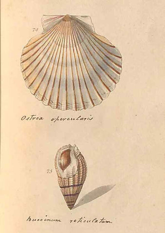 Reproducción/Reproduction 47087102782: A conchological dictionary of the British Islands /. London :John Booth,1819.. 