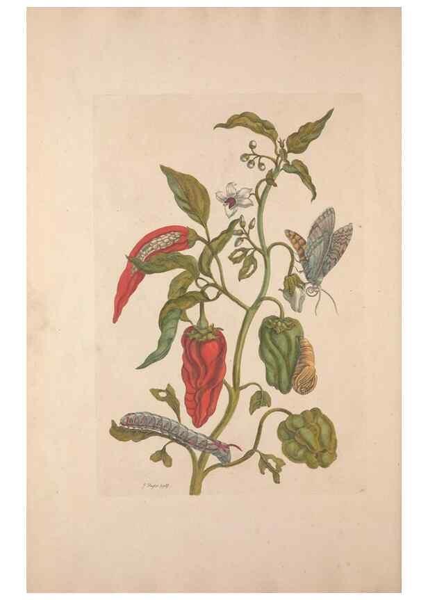 Reproducción/Reproduction 46423109204: Maria Sybilla Meriaen Over de voortteeling en wonderbaerlyke veranderingen der Surinaamsche insecten :. t'Amsterdam :By Jean Frederic Bernard,1730.. 