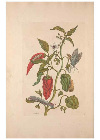 Reproducción/Reproduction 46423109204: Maria Sybilla Meriaen Over de voortteeling en wonderbaerlyke veranderingen der Surinaamsche insecten :. t'Amsterdam :By Jean Frederic Bernard,1730.. 