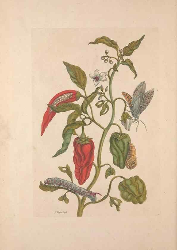 Reproducción/Reproduction 46423109204: Maria Sybilla Meriaen Over de voortteeling en wonderbaerlyke veranderingen der Surinaamsche insecten :. t'Amsterdam :By Jean Frederic Bernard,1730.. 
