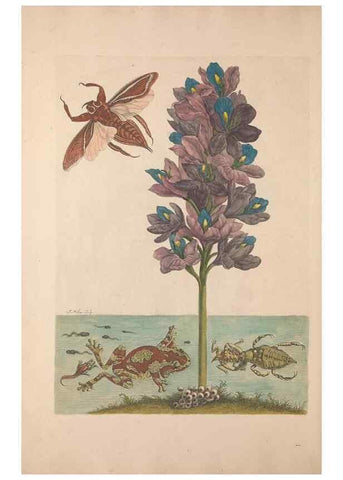 Reproducción/Reproduction 40181528963: Maria Sybilla Meriaen Over de voortteeling en wonderbaerlyke veranderingen der Surinaamsche insecten :. t'Amsterdam :By Jean Frederic Bernard,1730.. 
