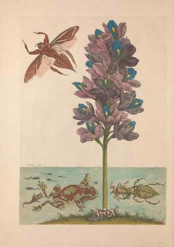 Reproducción/Reproduction 40181528963: Maria Sybilla Meriaen Over de voortteeling en wonderbaerlyke veranderingen der Surinaamsche insecten :. t'Amsterdam :By Jean Frederic Bernard,1730.. 