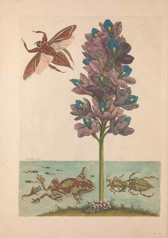 Reproducción/Reproduction 40181528963: Maria Sybilla Meriaen Over de voortteeling en wonderbaerlyke veranderingen der Surinaamsche insecten :. t'Amsterdam :By Jean Frederic Bernard,1730.. 