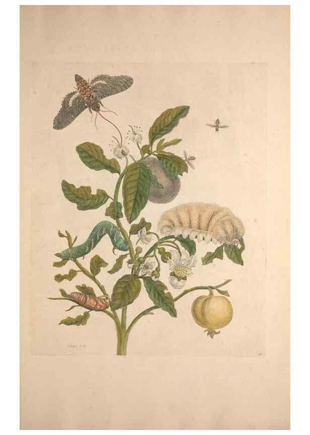 Reproducción/Reproduction 47146515981: Maria Sybilla Meriaen Over de voortteeling en wonderbaerlyke veranderingen der Surinaamsche insecten :. t'Amsterdam :By Jean Frederic Bernard,1730.. 