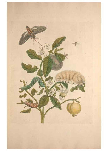 Reproducción/Reproduction 47146515981: Maria Sybilla Meriaen Over de voortteeling en wonderbaerlyke veranderingen der Surinaamsche insecten :. t'Amsterdam :By Jean Frederic Bernard,1730.. 
