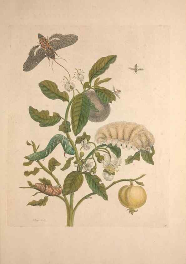 Reproducción/Reproduction 47146515981: Maria Sybilla Meriaen Over de voortteeling en wonderbaerlyke veranderingen der Surinaamsche insecten :. t'Amsterdam :By Jean Frederic Bernard,1730.. 