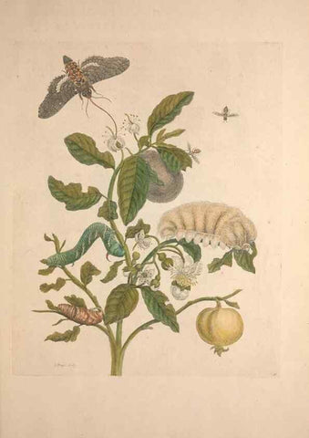 Reproducción/Reproduction 47146515981: Maria Sybilla Meriaen Over de voortteeling en wonderbaerlyke veranderingen der Surinaamsche insecten :. t'Amsterdam :By Jean Frederic Bernard,1730.. 