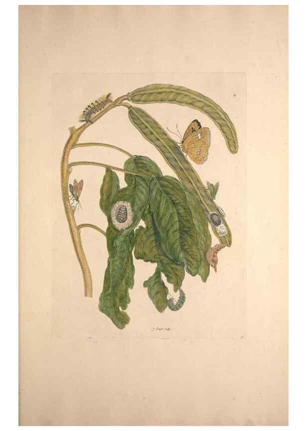 Reproducción/Reproduction 33271266428: Maria Sybilla Meriaen Over de voortteeling en wonderbaerlyke veranderingen der Surinaamsche insecten :. t'Amsterdam :By Jean Frederic Bernard,1730.. 
