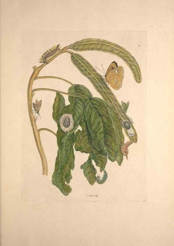 Reproducción/Reproduction 33271266428: Maria Sybilla Meriaen Over de voortteeling en wonderbaerlyke veranderingen der Surinaamsche insecten :. t'Amsterdam :By Jean Frederic Bernard,1730.. 