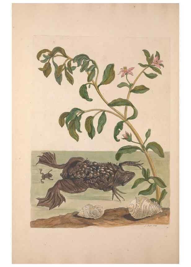 Reproducción/Reproduction 33271267668: Maria Sybilla Meriaen Over de voortteeling en wonderbaerlyke veranderingen der Surinaamsche insecten :. t'Amsterdam :By Jean Frederic Bernard,1730.. 