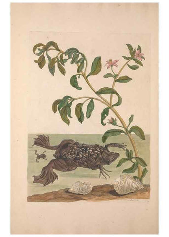 Reproducción/Reproduction 33271267668: Maria Sybilla Meriaen Over de voortteeling en wonderbaerlyke veranderingen der Surinaamsche insecten :. t'Amsterdam :By Jean Frederic Bernard,1730.. 