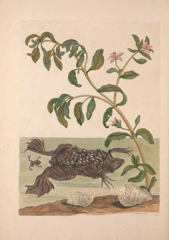 Reproducción/Reproduction 33271267668: Maria Sybilla Meriaen Over de voortteeling en wonderbaerlyke veranderingen der Surinaamsche insecten :. t'Amsterdam :By Jean Frederic Bernard,1730.. 