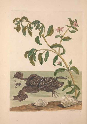Reproducción/Reproduction 33271267668: Maria Sybilla Meriaen Over de voortteeling en wonderbaerlyke veranderingen der Surinaamsche insecten :. t'Amsterdam :By Jean Frederic Bernard,1730.. 