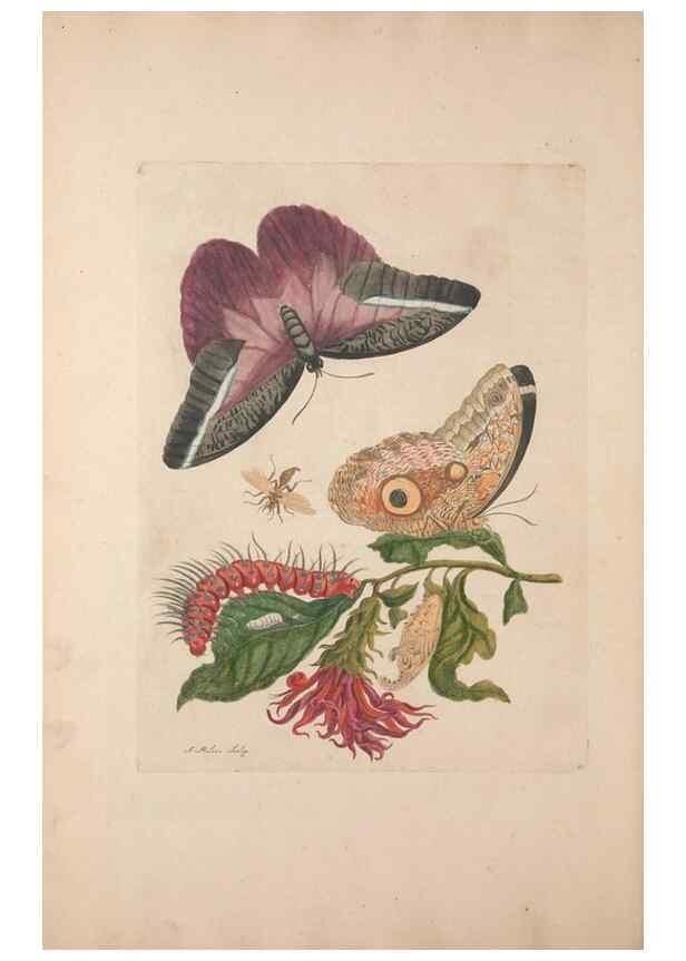Reproducción/Reproduction 47146518181: Maria Sybilla Meriaen Over de voortteeling en wonderbaerlyke veranderingen der Surinaamsche insecten :. t'Amsterdam :By Jean Frederic Bernard,1730.. 