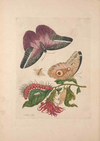 Reproducción/Reproduction 47146518181: Maria Sybilla Meriaen Over de voortteeling en wonderbaerlyke veranderingen der Surinaamsche insecten :. t'Amsterdam :By Jean Frederic Bernard,1730.. 
