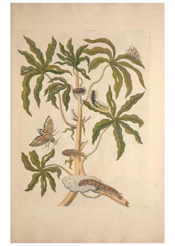 Reproducción/Reproduction 47094298992: Maria Sybilla Meriaen Over de voortteeling en wonderbaerlyke veranderingen der Surinaamsche insecten :. t'Amsterdam :By Jean Frederic Bernard,1730.. 