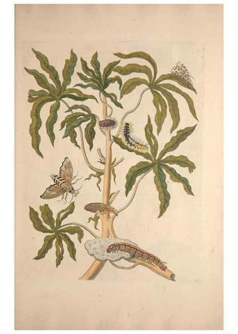 Reproducción/Reproduction 47094298992: Maria Sybilla Meriaen Over de voortteeling en wonderbaerlyke veranderingen der Surinaamsche insecten :. t'Amsterdam :By Jean Frederic Bernard,1730.. 