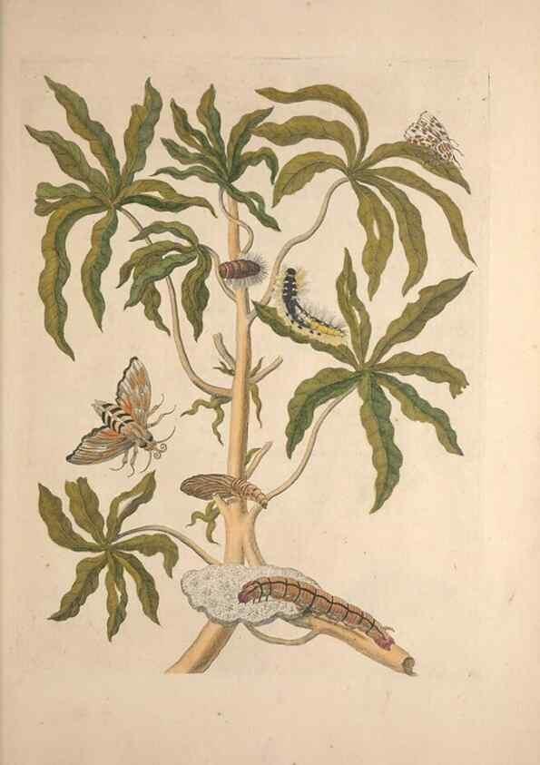 Reproducción/Reproduction 47094298992: Maria Sybilla Meriaen Over de voortteeling en wonderbaerlyke veranderingen der Surinaamsche insecten :. t'Amsterdam :By Jean Frederic Bernard,1730.. 